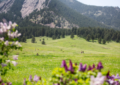Meadow Trail with mountain in background and flowers in front