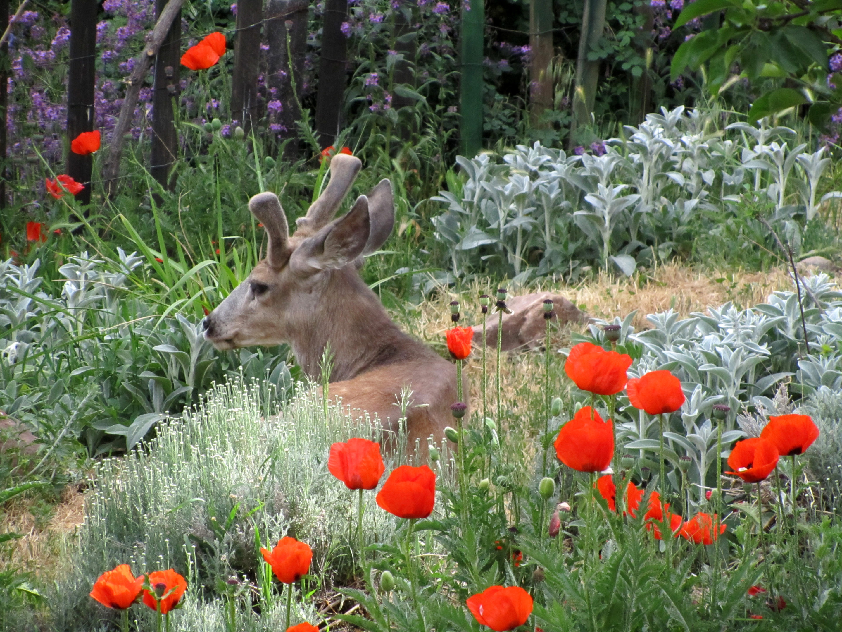 Deer and poppies in the Chautauqua gardens