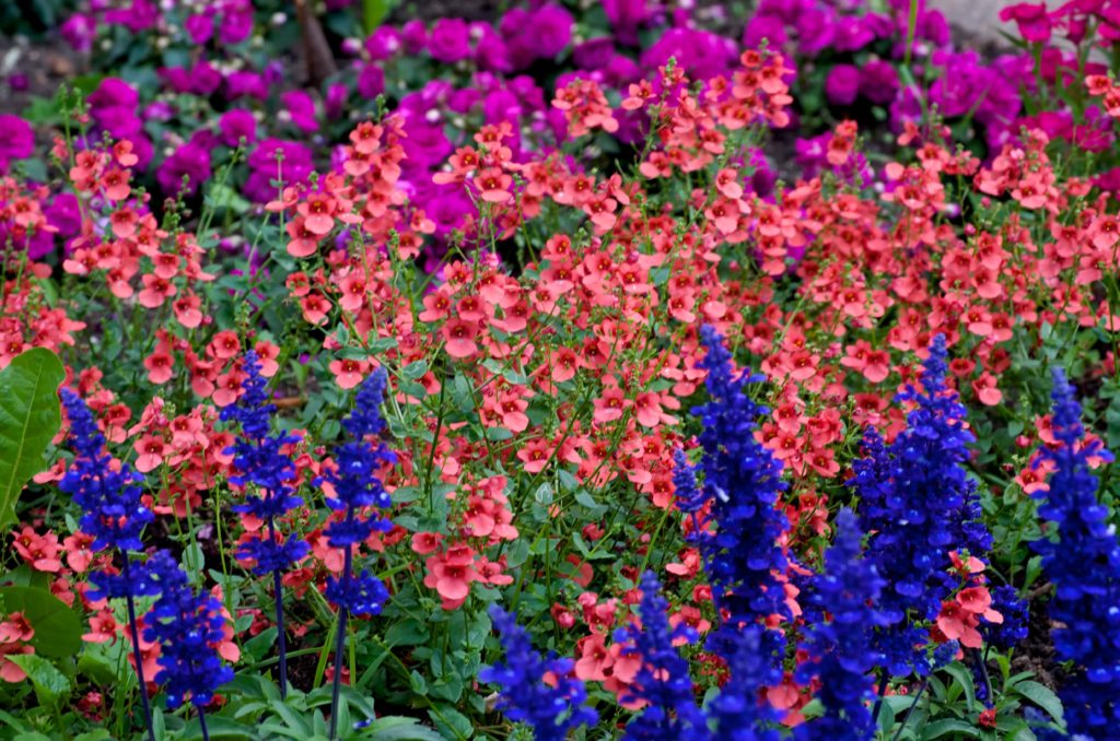 pink, blue and magenta flowers