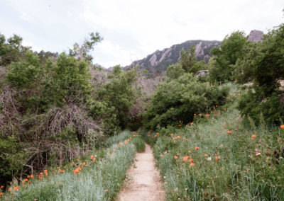 hiking trail with flatirons and poppies