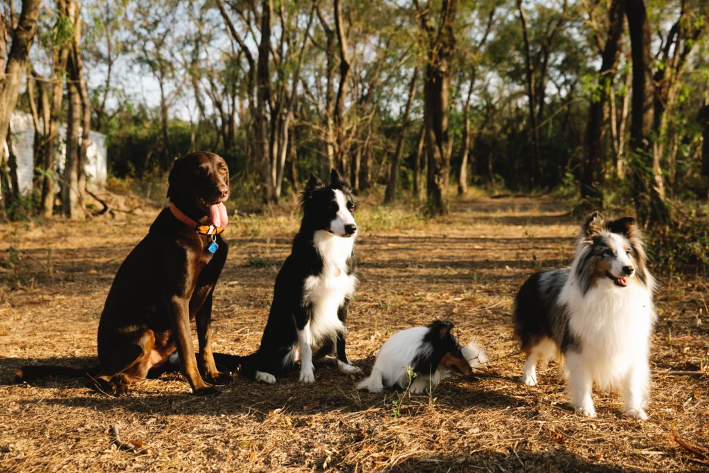 4 dogs standing in line in forest setting