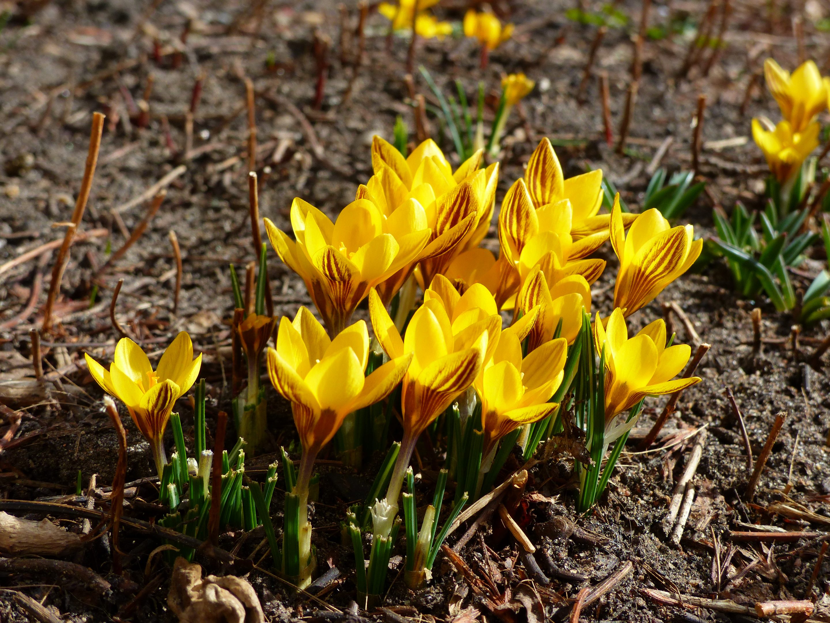 A small cluster of flowering yellow crocuses with brown stripes