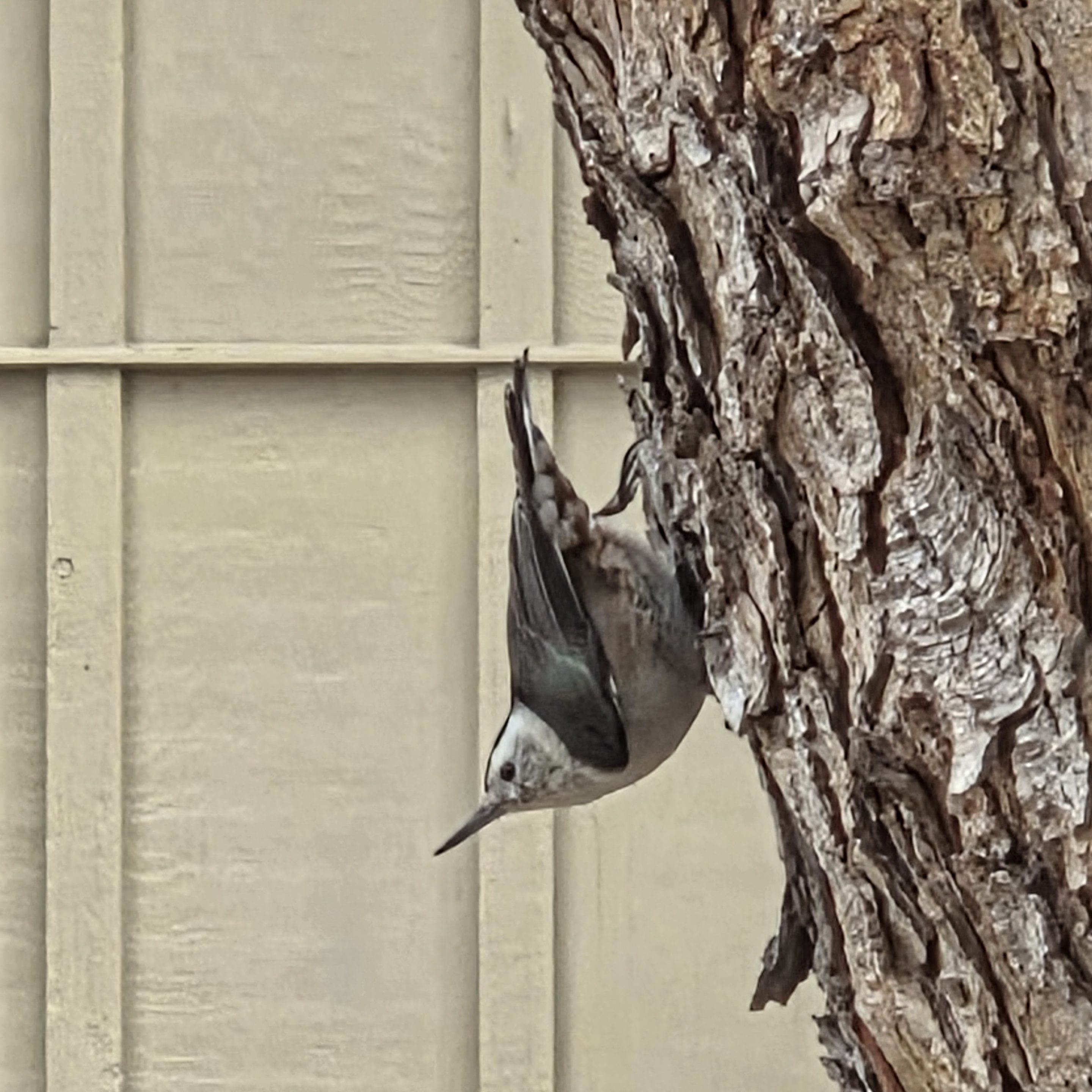 bird square